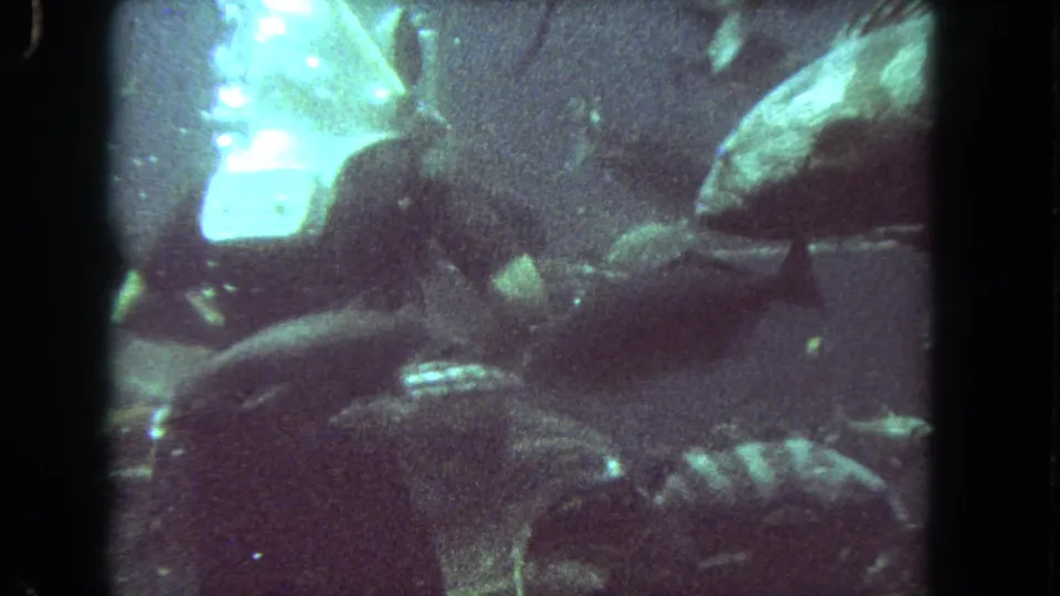 1962 Los Angeles-area underwater 8mm frame with a scuba diver in mask and gear surrounded by fish near rocky forms.