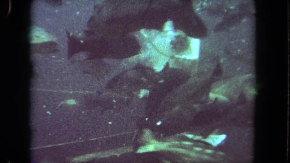 Grainy 1962 underwater frame showing several fish near the camera in murky Los Angeles home-movie footage.