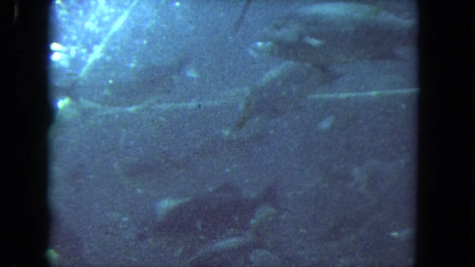 1962 8mm underwater marine-park footage showing fish shapes in blue water, bubbles, and heavy film grain.