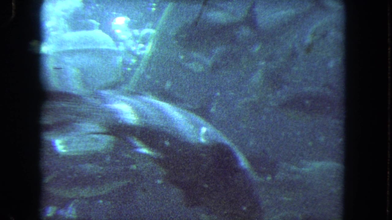 Underwater tank scene with fish, bubbles, and a large dark form near the glass.