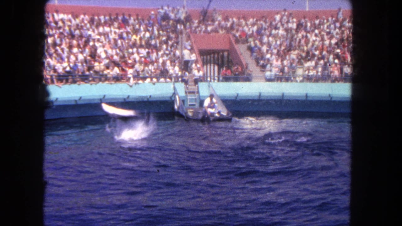 A dolphin rises out of the water during a 1962 Los Angeles sea life display, with a platform and crowded bleachers behind it.