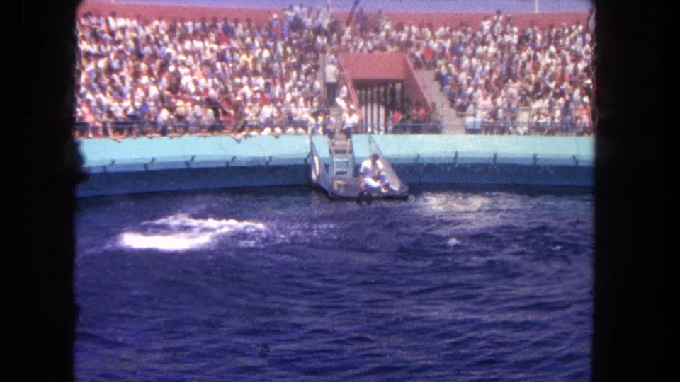 After the dolphin's dive, a bright splash spreads across the blue pool in front of the bleachers at the Los Angeles display.