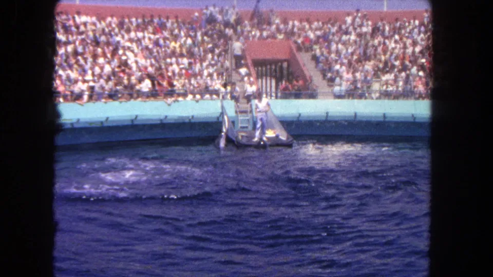 The pool surface settles after the dolphin jump, with the performance platform, access steps, and crowded bleachers still visible.