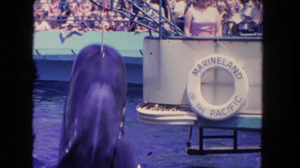 1962 home-movie frame of a dolphin surfacing during a Marineland of the Pacific performance as spectators watch nearby.