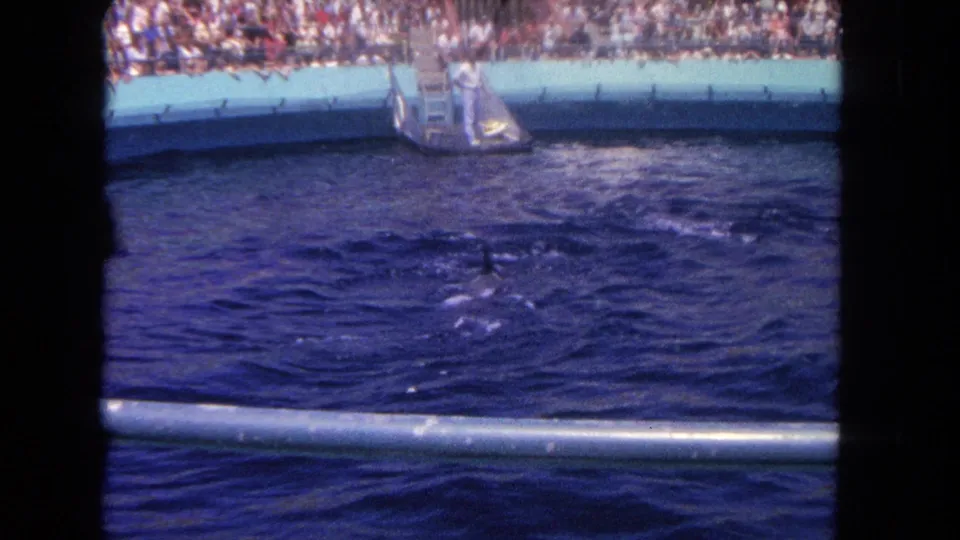 1962 Los Angeles dolphin-show frame showing rippled pool water, a platform, and spectators across the outdoor venue.