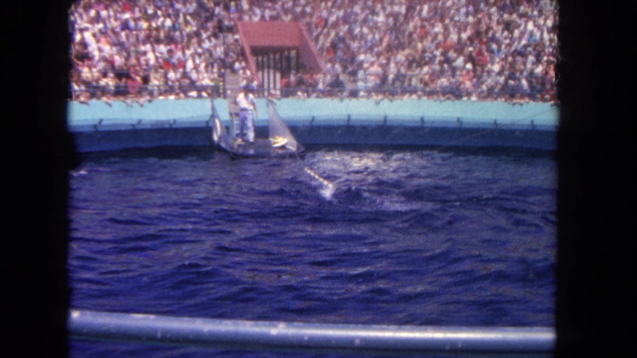 Dolphin swims away from the platform while the trainer stands near the pool edge before spectators.