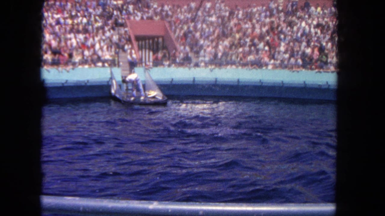 Trainer on a small platform beside a pool as a dolphin rises near a packed audience.