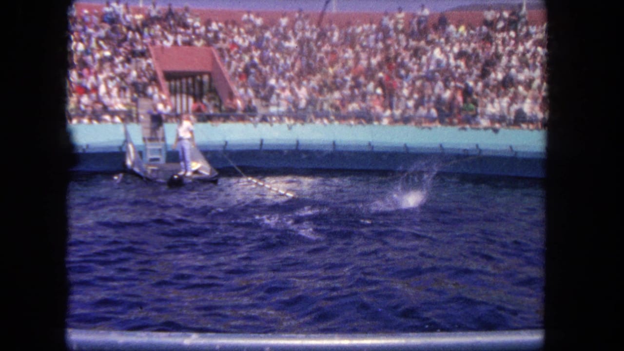 Dolphin show tank with a trainer on a platform and a large crowd in bleachers behind.