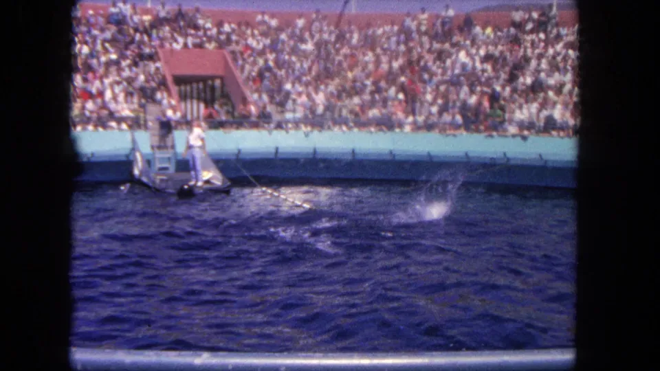 1962 Los Angeles aquarium scene with a trainer standing on a small platform as dolphins move through a blue show tank before packed bleachers.