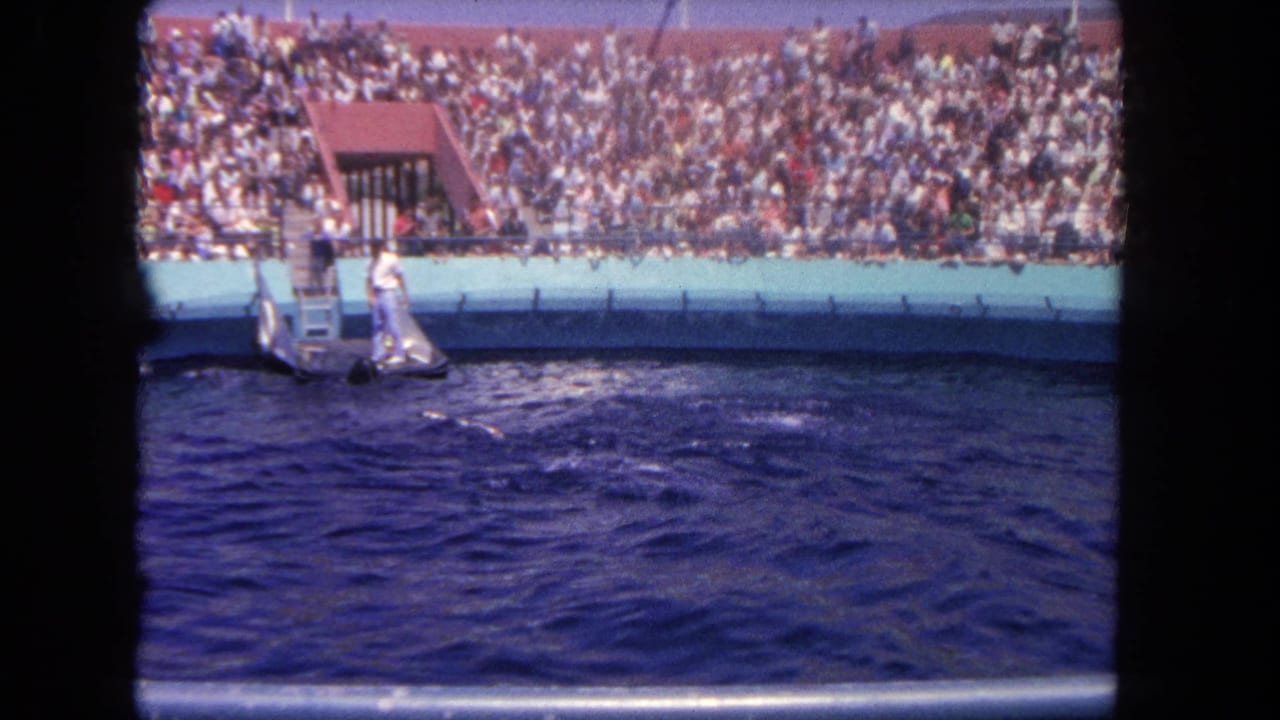 Visitor-shot 1962 Los Angeles dolphin show view with a trainer on the platform, blue water in the foreground, and spectators filling the stands.