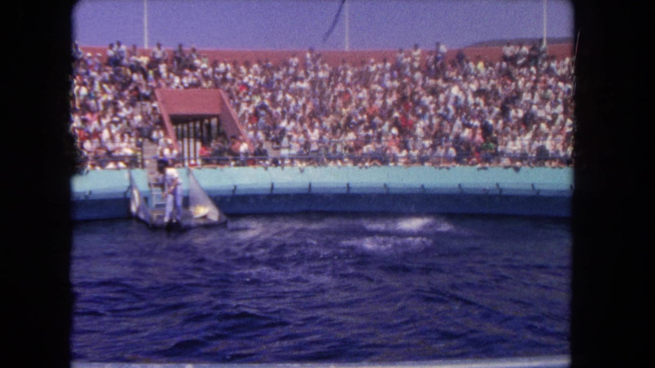 Dolphin pool with crowded bleachers and a splash near the left platform.