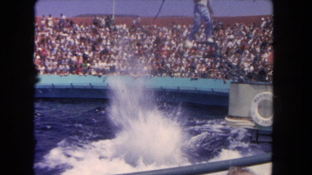 Dolphin splash in a pool with crowded bleachers behind it.