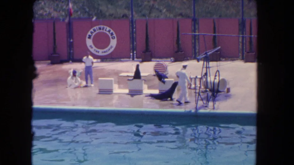1962 Los Angeles-area marine park footage showing trainers and sea lions on a Marineland poolside stage with props and signage.
