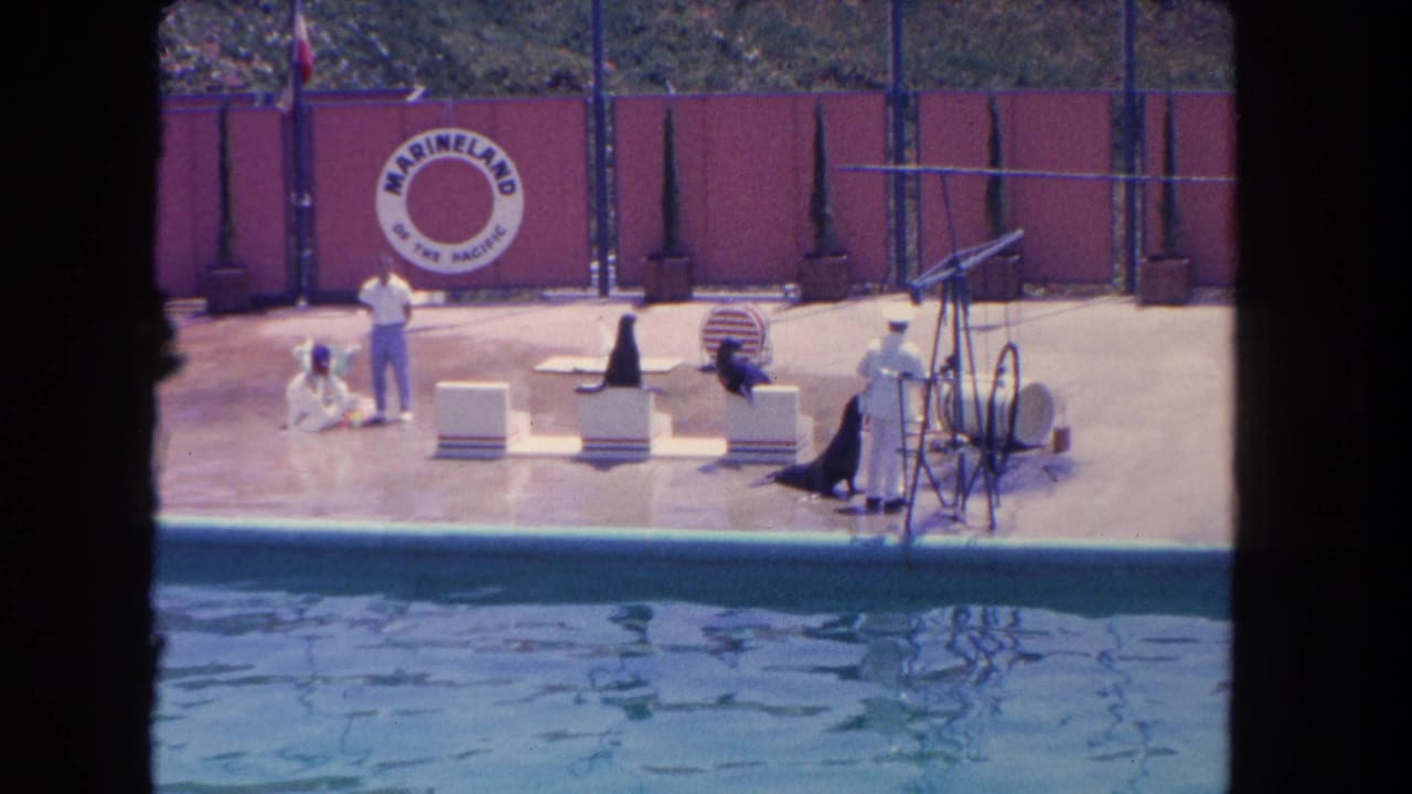 Sea lions and handlers perform on a poolside stage with a Marineland sign behind them.