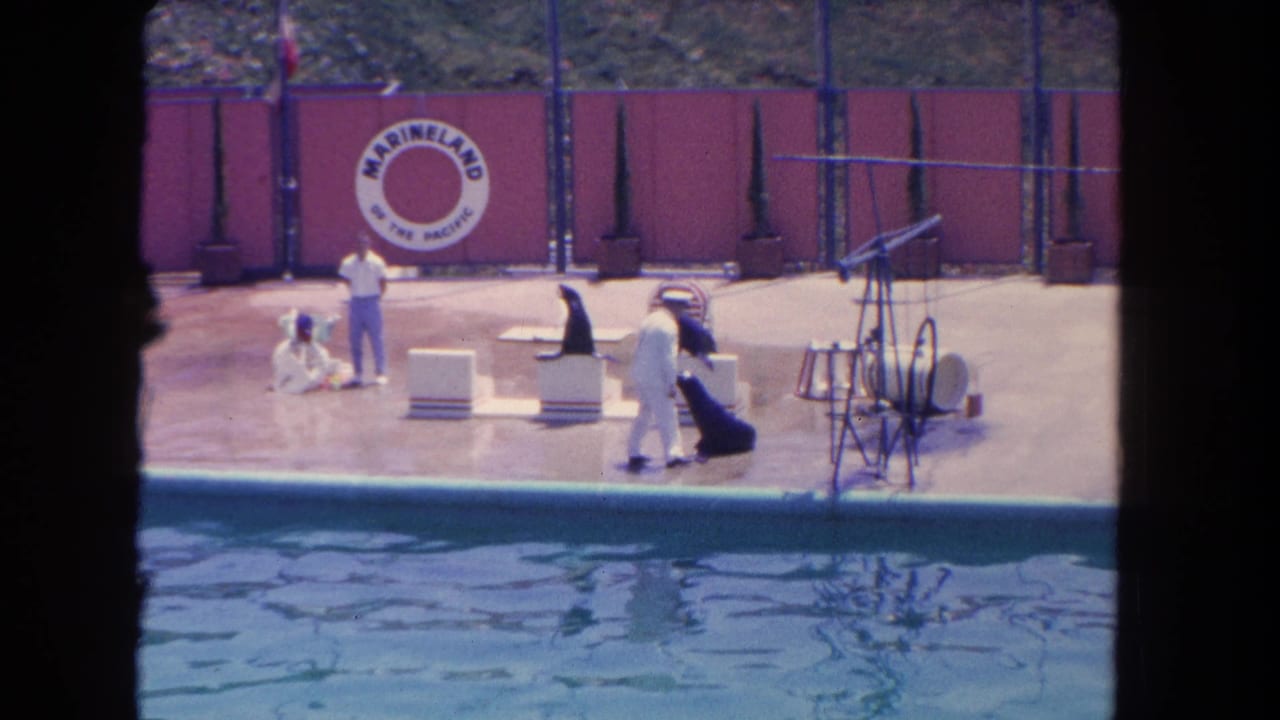 A handler walks near sea lions on a stage beside a pool and red backdrop panels.