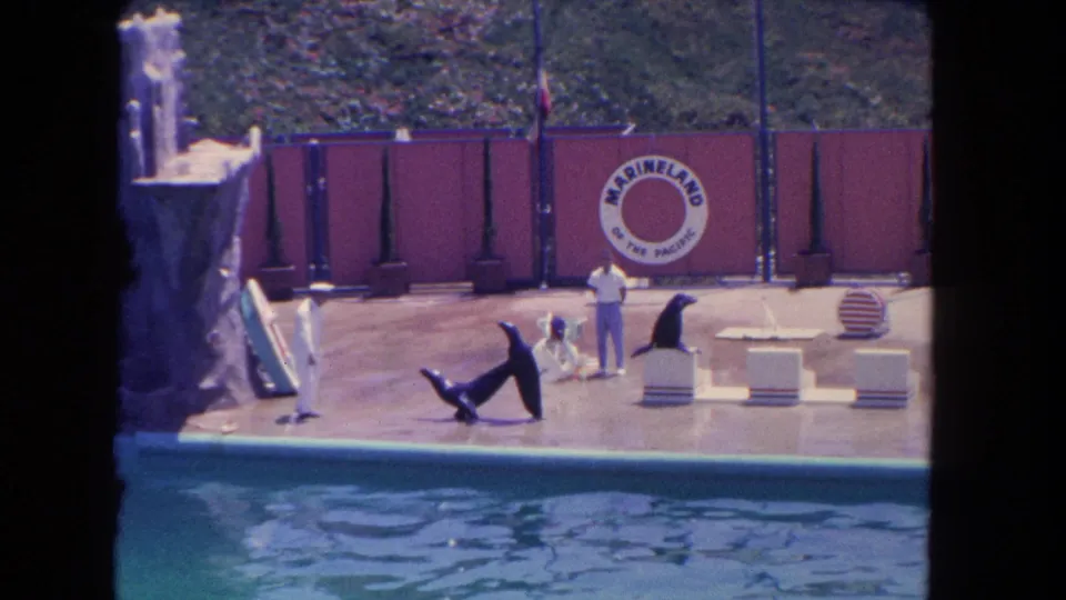 1962 Los Angeles Marineland show frame with sea lions positioned among blocks as handlers stand nearby beside the pool.