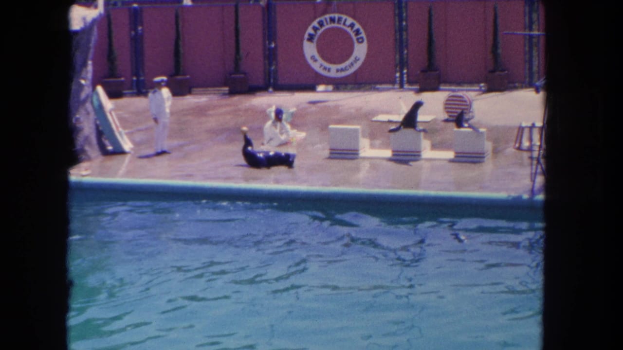 Trainer and sea lions on poolside platforms in front of a Marineland backdrop.