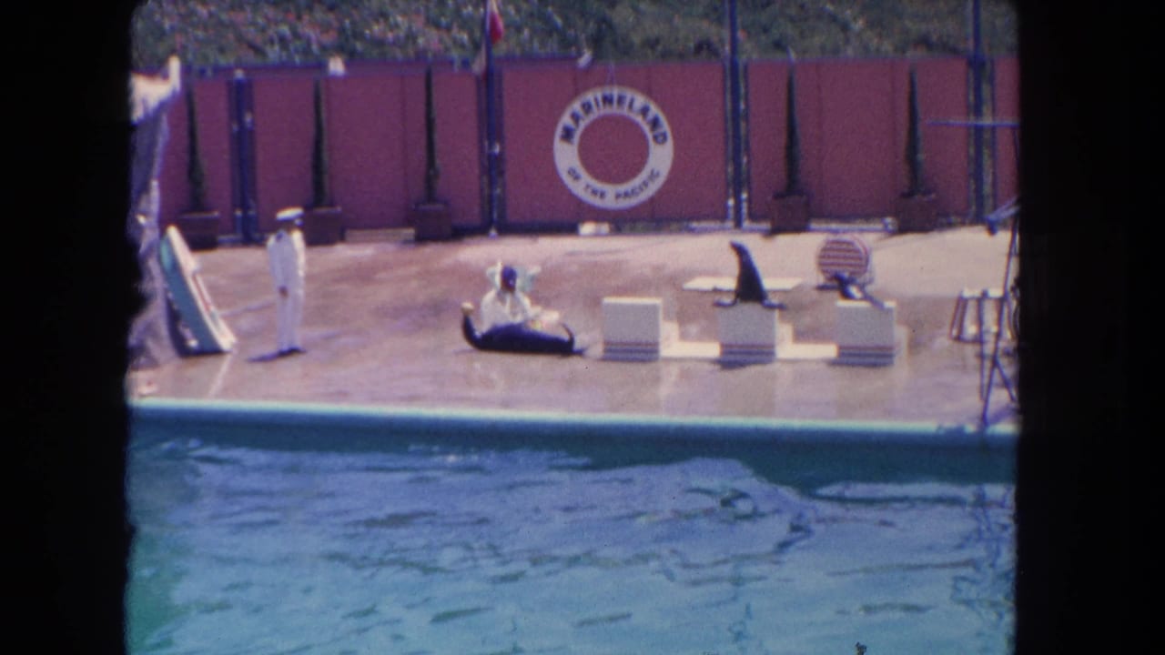 Sea lions and trainers arranged along a poolside show platform.