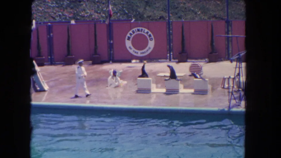 Los Angeles-area 1962 8mm footage showing sea lions on low platforms with trainers at a Marineland poolside performance.