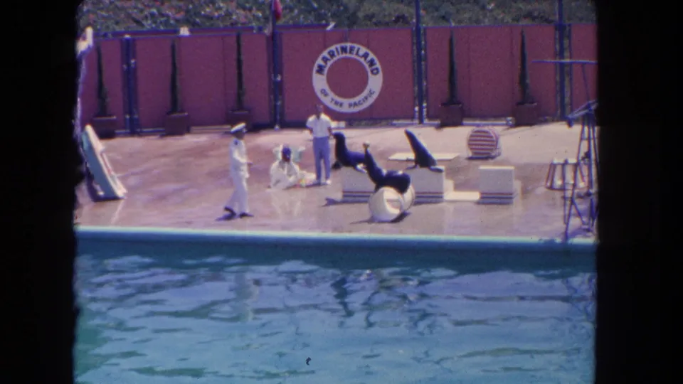 Sea lions and white-uniformed trainers gather for a trick sequence on the Marineland poolside stage in a 1962 home movie.