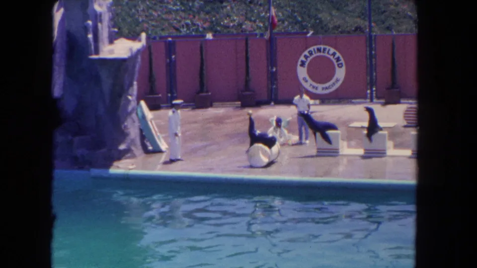 Visitor-shot 1962 frame showing trainers and sea lions spread across the Marineland performance platform.