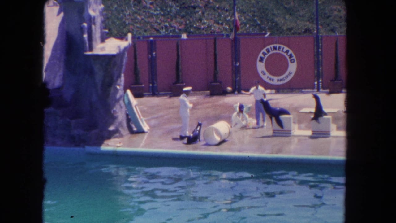 Sea lions and white-uniformed handlers on a poolside Marineland performance stage.