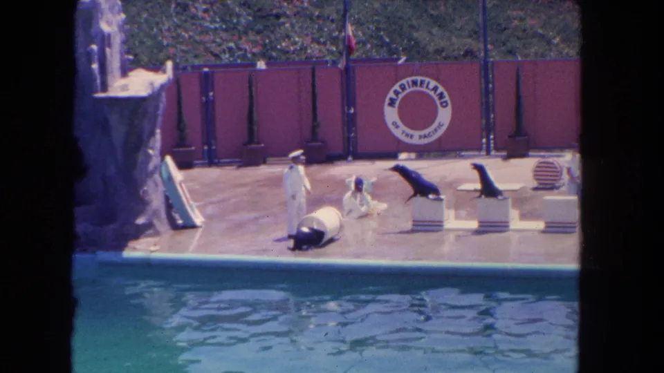 1962 home-movie frame of a Marineland sea lion act with a handler, barrel prop, platforms, pool, and red show fence.