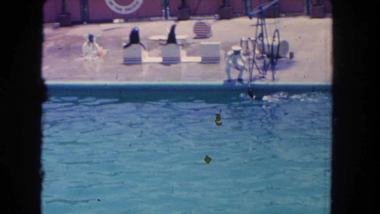 Sea lions and handlers on a poolside stage with Marineland signage in the background.