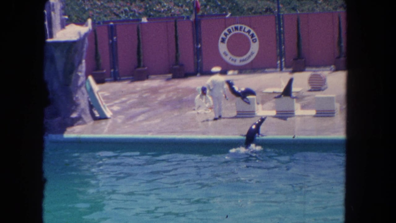 Sea lions perform near a trainer beside a Marineland pool stage.