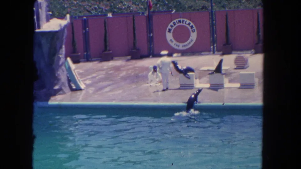 1962 8mm frame of a sea lion show at Marineland, with a trainer in white, pool water, and the wall sign visible.
