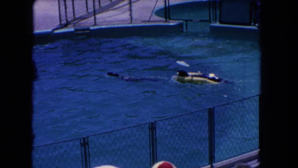 1962 home-movie frame showing a sea lion swimming in a Marineland pool, with fencing and the show deck above.