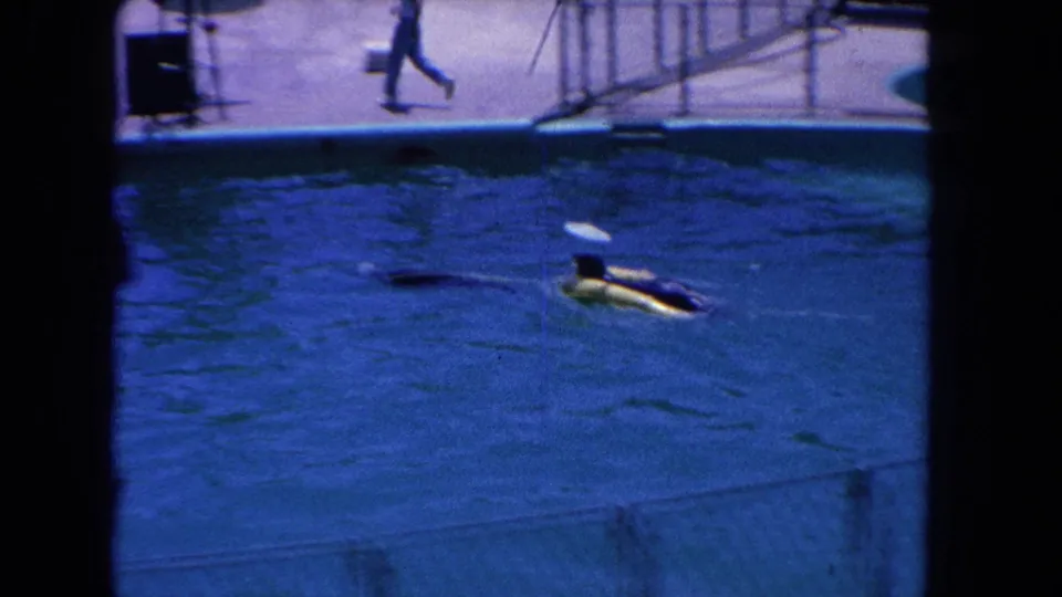 1962 Los Angeles home-movie frame showing a rider in white on a marine animal carrying a white disc in a blue performance pool.