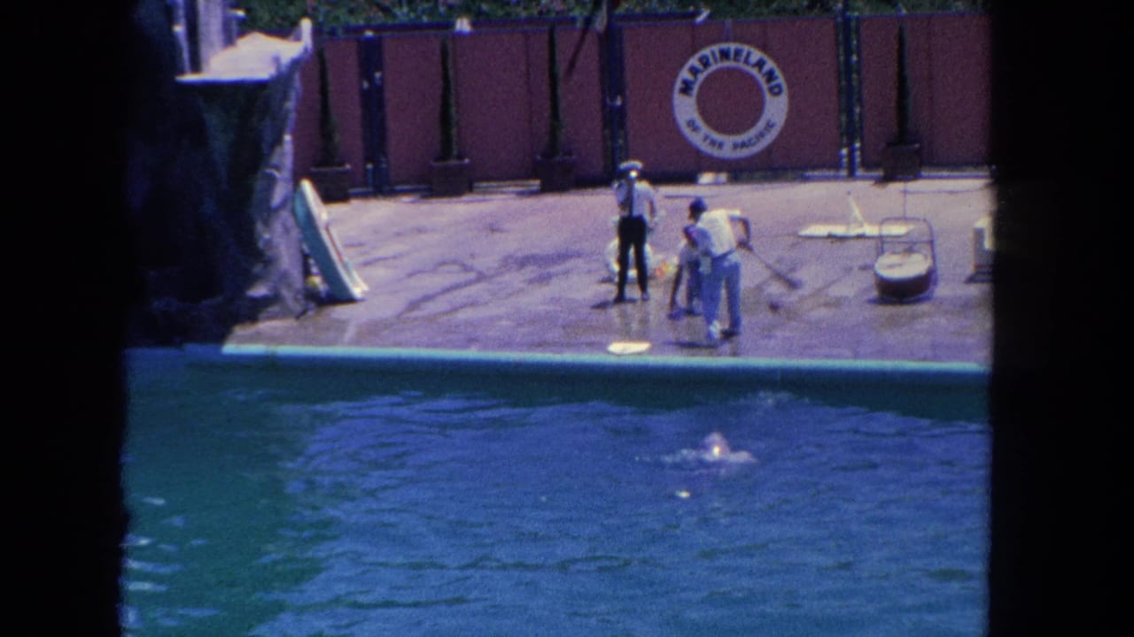 Dolphin surfaces in a show pool while trainers stand near a Marineland sign.