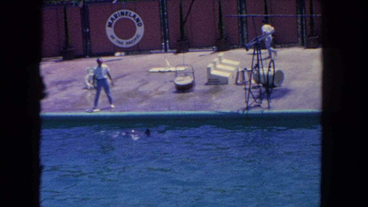 At Marineland in the Los Angeles area, a white-shirted trainer stands on the platform while a dolphin moves through the pool.