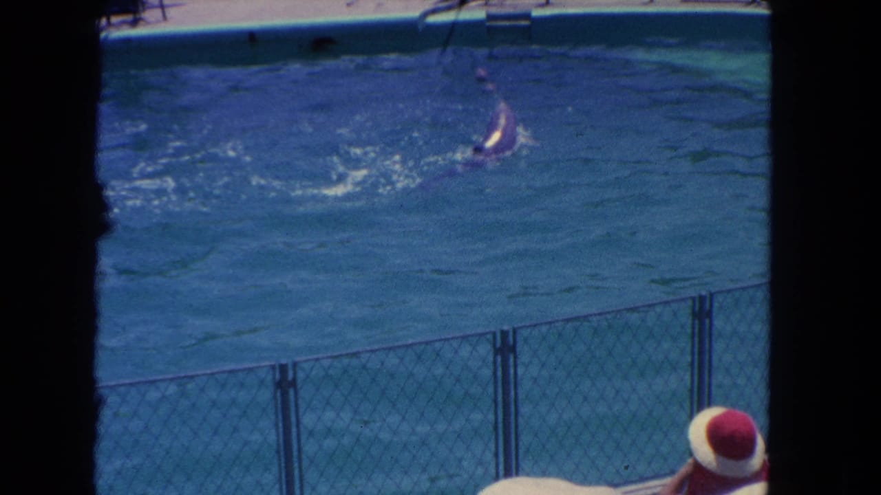 A dolphin appears in the show pool while spectators, including a person in a red and white hat, watch from behind chain-link fencing.