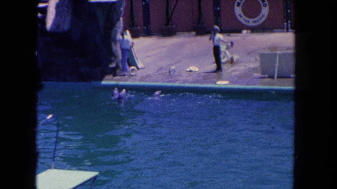 Dolphins swim beside a concrete performance platform at Marineland, with handlers and the park logo visible in the background.