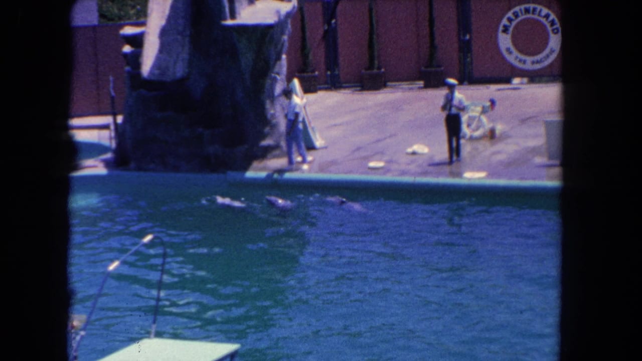 Dolphins swim across the pool as two trainers remain on the stage beside equipment.
