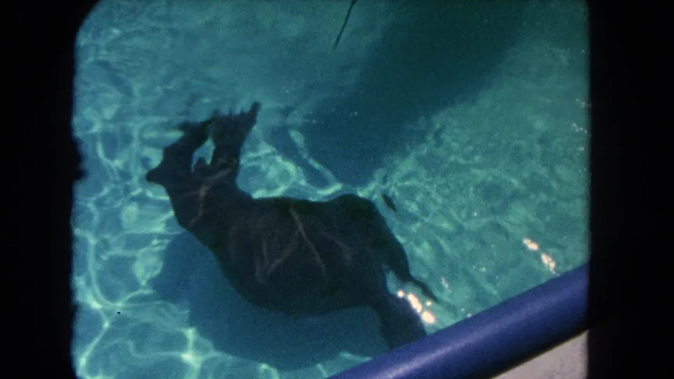1962 Los Angeles 8mm frame of a seal viewed from above underwater, its flippers visible against turquoise pool water and sun patterns.