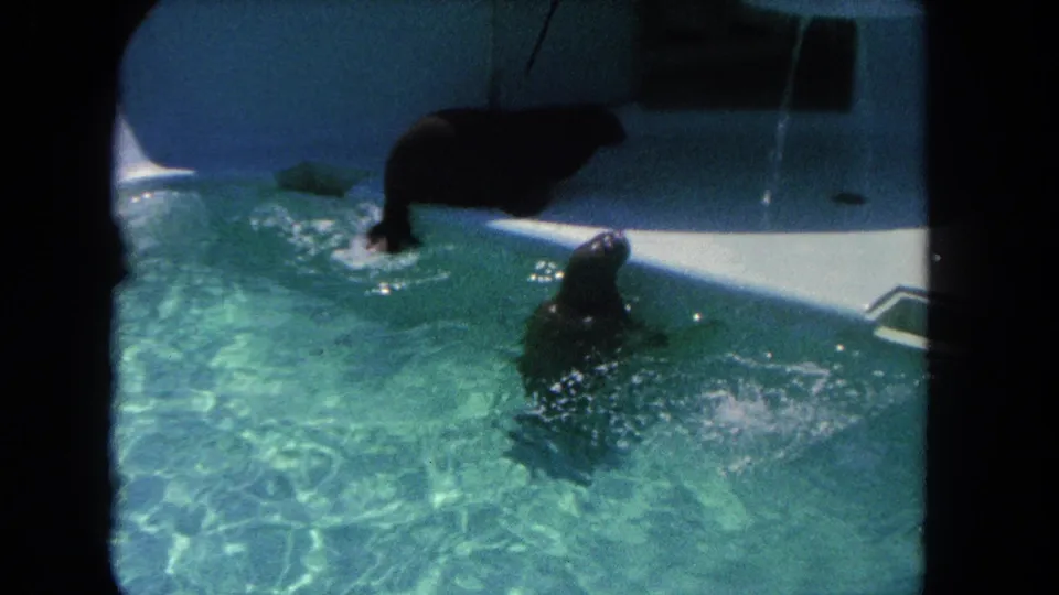 Two sea lions occupy the turquoise pool, one along the exhibit edge and another upright in the water in 1962 Los Angeles zoo footage.