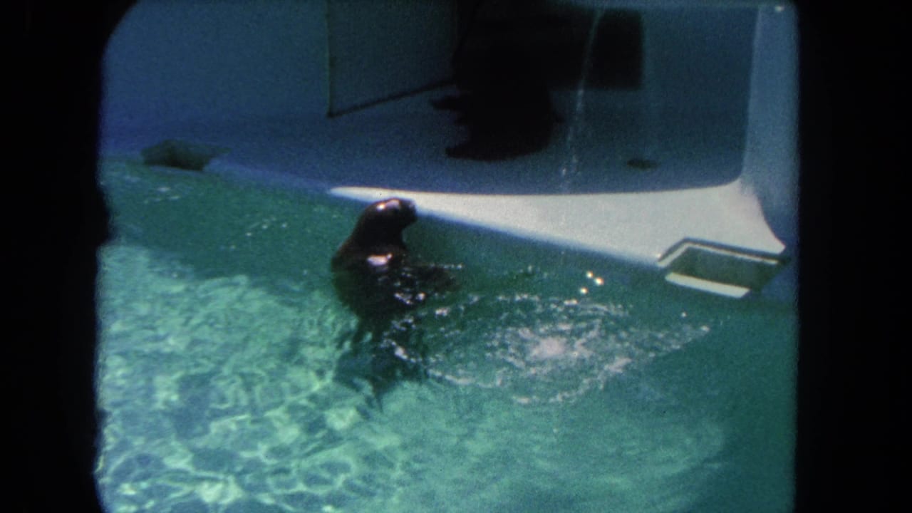 A seal surfaces in the pool near a white platform and metal ladder.