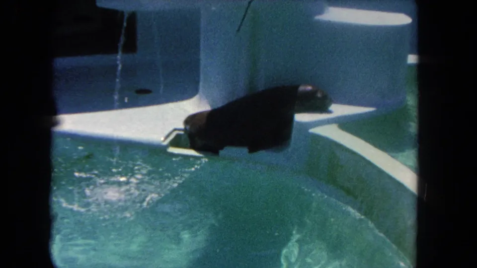 1962 Los Angeles home-movie frame of a seal resting on a white pool platform with turquoise water below.