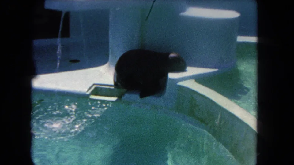 1962 Los Angeles animal-park frame showing a seal seated on a white platform next to the turquoise pool.