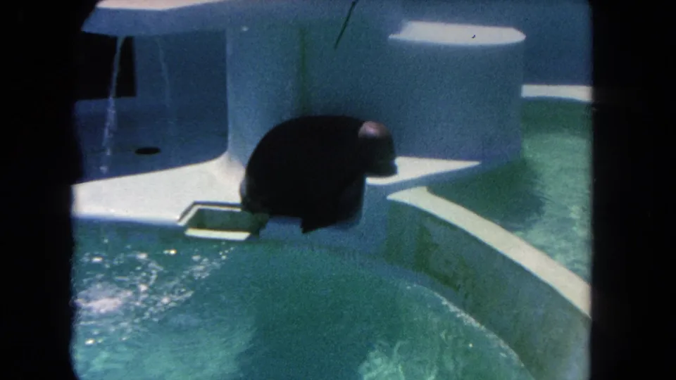In 1962 Los Angeles 8mm footage, a sea lion rests on a pale concrete pool ledge beside turquoise water.
