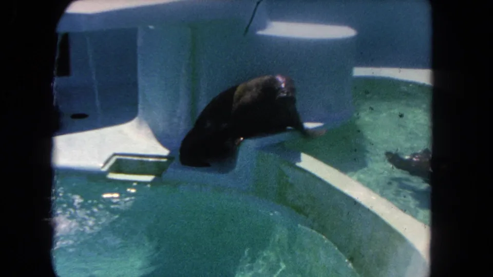 The sea lion bends toward the water in a concrete aquarium pool, with bright turquoise water below.