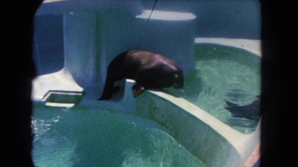 A visitor-shot 8mm frame shows the sea lion halfway over the concrete ledge, preparing to slide into the pool.