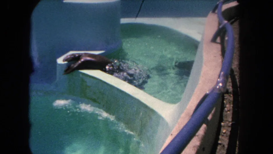 The sea lion enters the turquoise water, creating a small splash near the curved concrete pool wall.