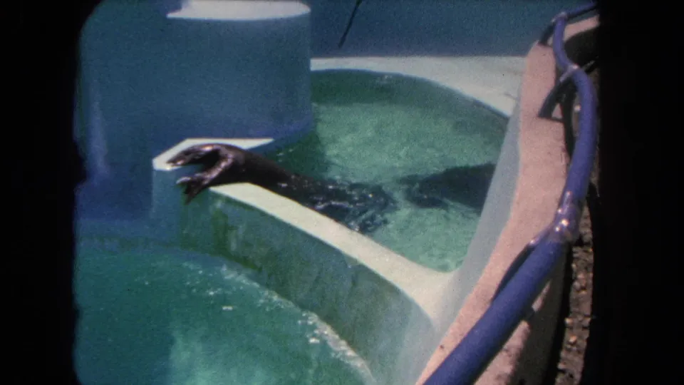 1962 Los Angeles zoo footage shows an otter partly in a turquoise pool beside pale concrete walls.