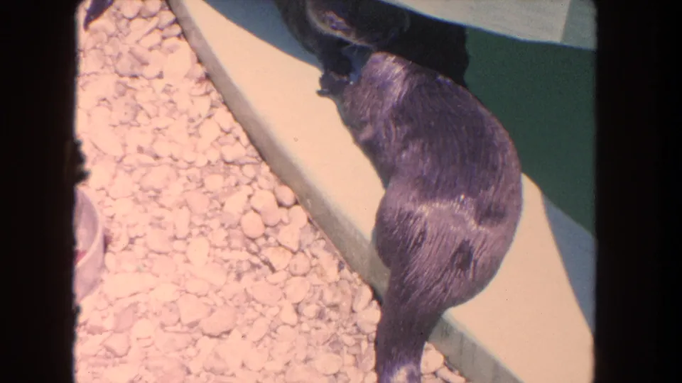 An otter stands along the pale pool ledge, its wet fur catching light in the 1962 Los Angeles zoo scene.