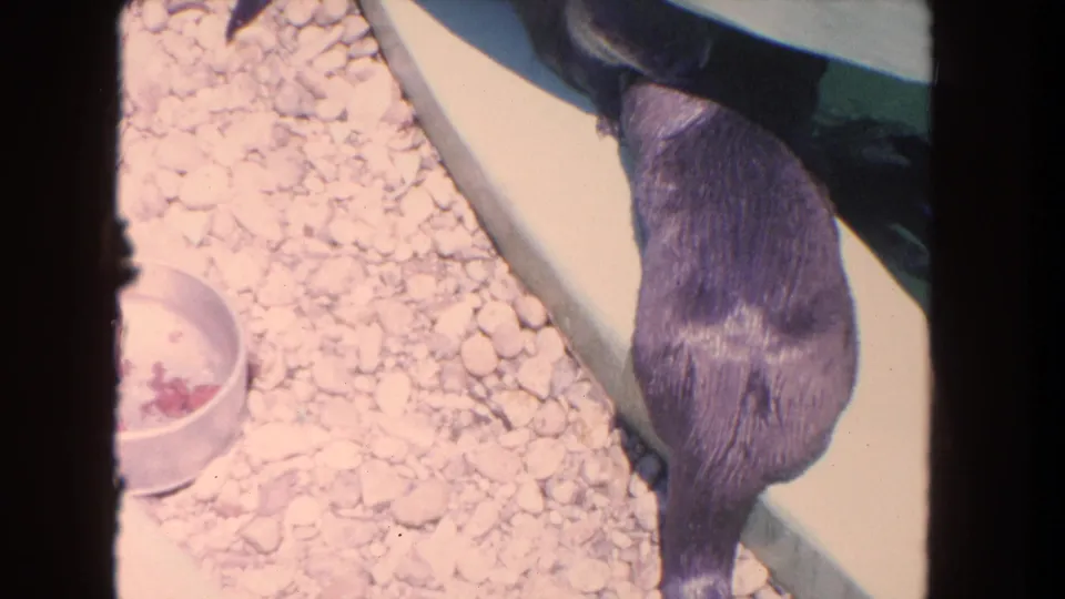 1962 Los Angeles 8mm still showing the animal's back and tail beside a bowl in a gravel enclosure.