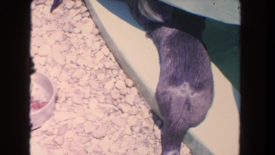 1962 Los Angeles home-movie frame of a dark-furred animal along a concrete ledge beside gravel and a food bowl.